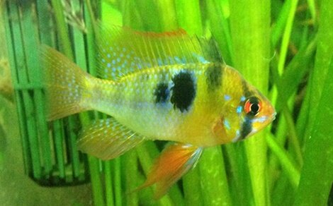 Mikrogeophagus ramirezi