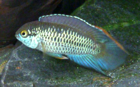 Nannacara anomala