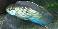 Nannacara anomala