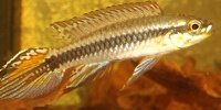 Taeniacara candidi