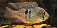 Acara bleu Andinoacara pulcher