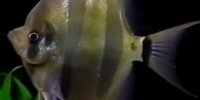 Scalaire altum Pterophyllum altum