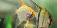 Scalaire Pterophyllum scalare