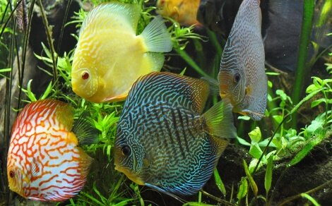 Discus Symphysodon