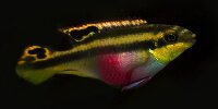 Pelmato Pelvicachromis pulcher