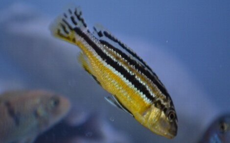 Frappeur de pierre du Malawi Melanochromis auratus