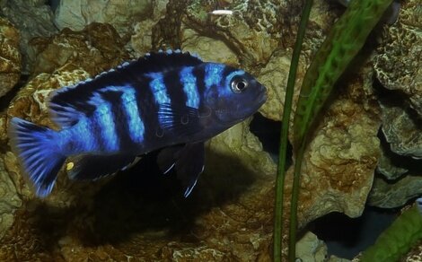 Pseudotropheus Saulosi