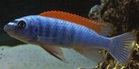 Labeotropheus trewavasae