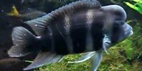 Cyphotilapia frontosa