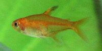 Tétra amande Hyphessobrycon amandae