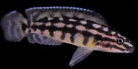 Julidochromis marlieri