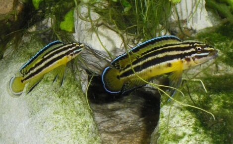Julidochromis kipili