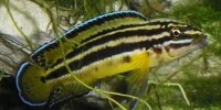 Julidochromis kipili