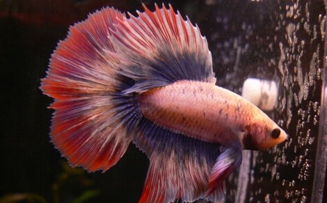Poisson Combattant Betta splendens