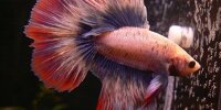 Betta splendens