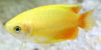 Gourami miel Trichogaster chuna
