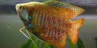 Gourami nain Trichogaster lalius