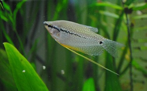 Gourami perlé Trichogaster leeri