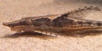 Sturisoma aureum