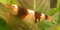 Crystal Black / CBS / Black bee Caridina logemanni