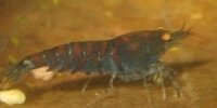 Caridina cf. cantonensis Tiger Blue