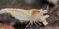 Neocaridina palmata var white pearl