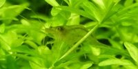 Atyaephyra desmaresti
