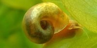 Planorbe Planorbella duryi