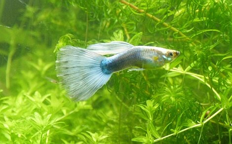 Guppy Poecilia reticulata