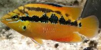Cichlasoma salvini