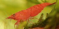 Neocaridina davidi var Red Sakura