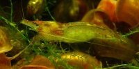 Neocaridina davidi var red rili