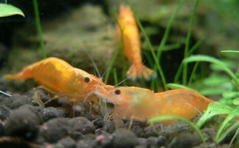 Neocaridina davidi var orange Sakura