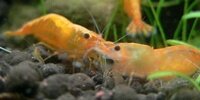 Neocaridina davidi var orange Sakura