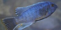 Labeotropheus Fuelleborni