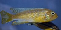 Cynotilapia Pulpican