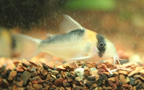 Corydoras adolfoi