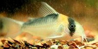 Corydoras adolfoi