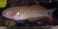 Tateur Tateurndina ocellicauda