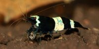 Crevette panda Caridina sp breviata