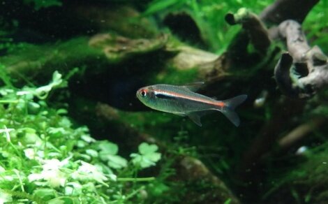 Tétra Amapa Hyphessobrycon amapaensis