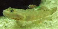 Gobie de hong kong Rhinogobius duospilus 
