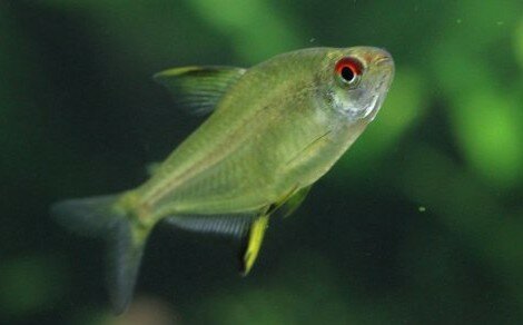 Tétra citron Hyphessobrycon pulchripinnis