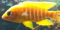 Aulonocara Baenschi