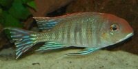 Geophagus sp. red head