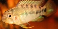 Apistogramma baenschi