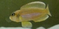 Lamprologus Ocellatus