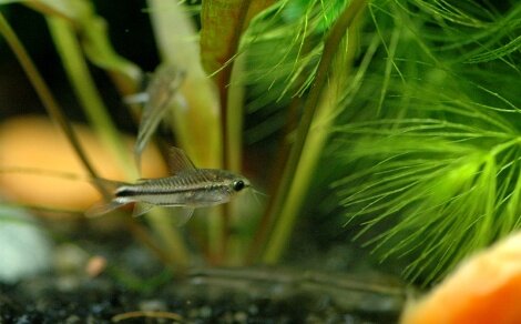 Corydoras pygmaeus