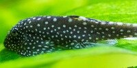 Loche ponctuée Gastromyzon Punctulatus
