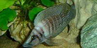 Altolamprologus Calvus
